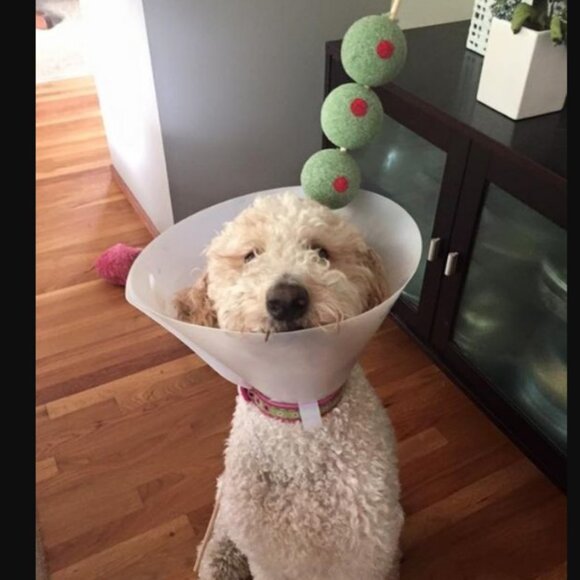 Meet your Posher, Skadamooshery - Picture 10 of 11